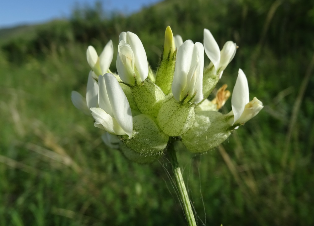 Image of Astragalus veresczaginii specimen.