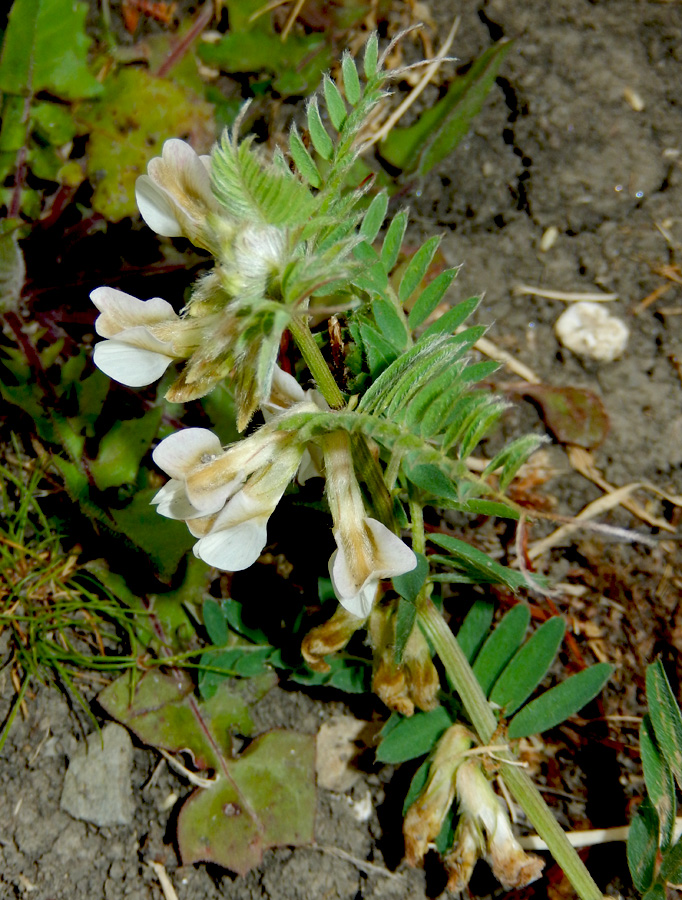 Изображение особи Vicia pannonica.