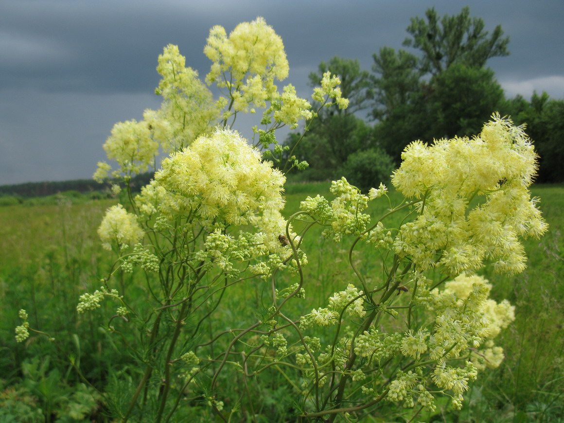 Изображение особи Thalictrum lucidum.