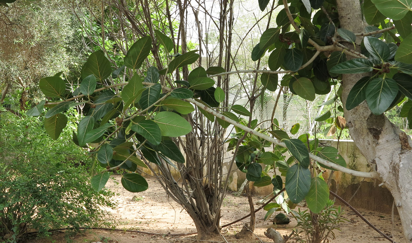 Image of Ficus benghalensis specimen.