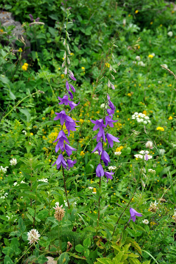 Image of Campanula rapunculoides specimen.