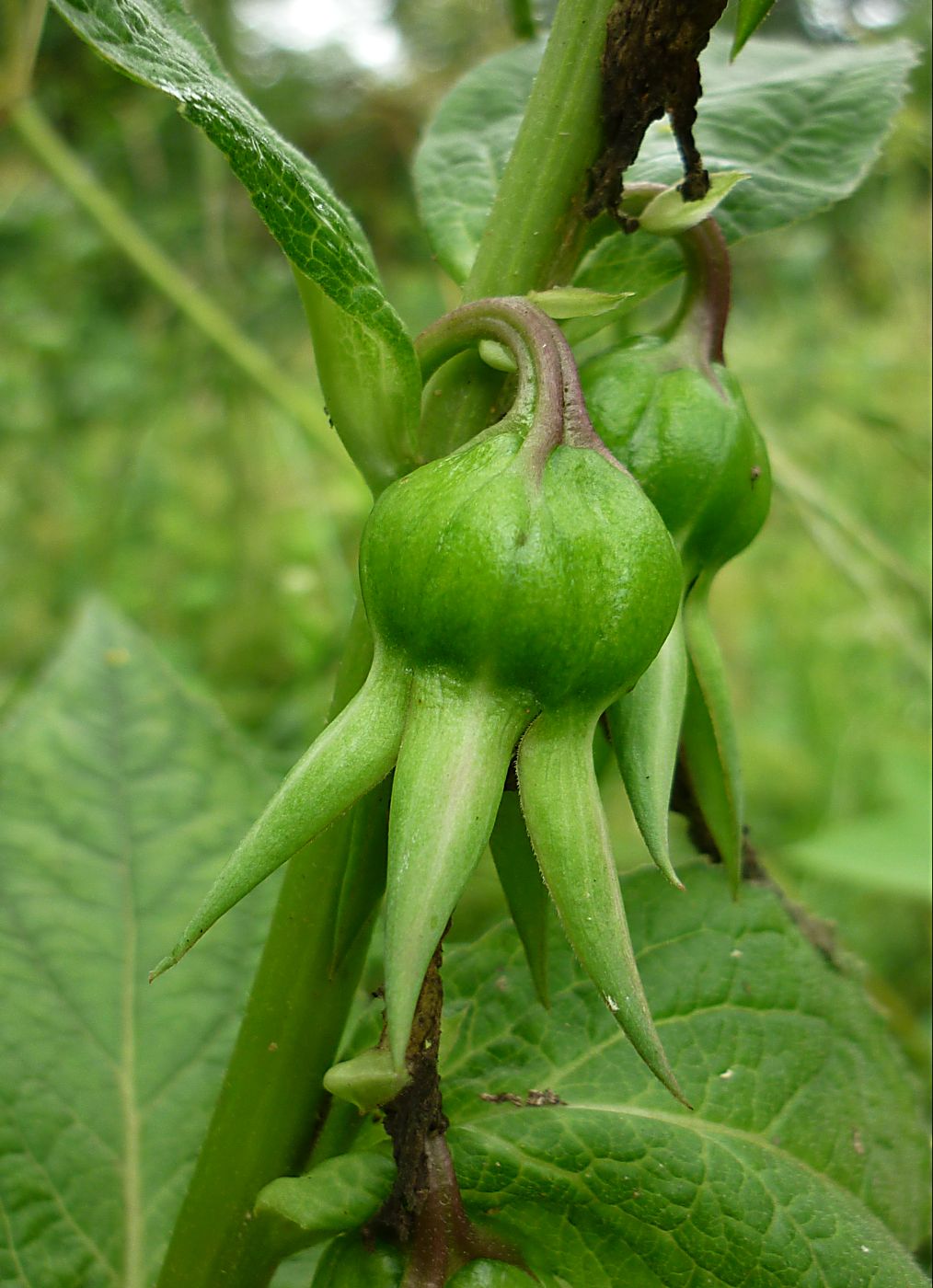 Image of Campanula latifolia specimen.