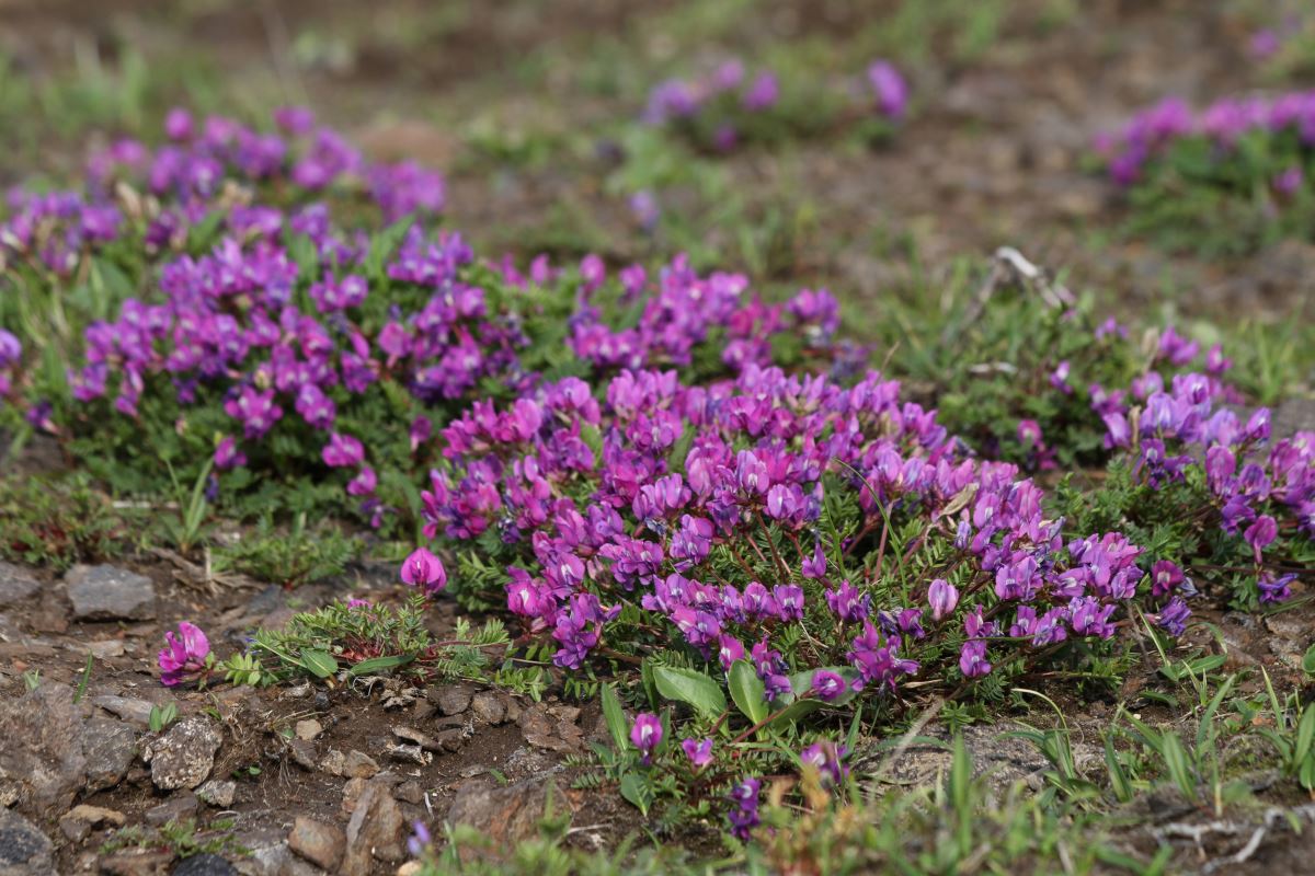 Image of Oxytropis revoluta specimen.