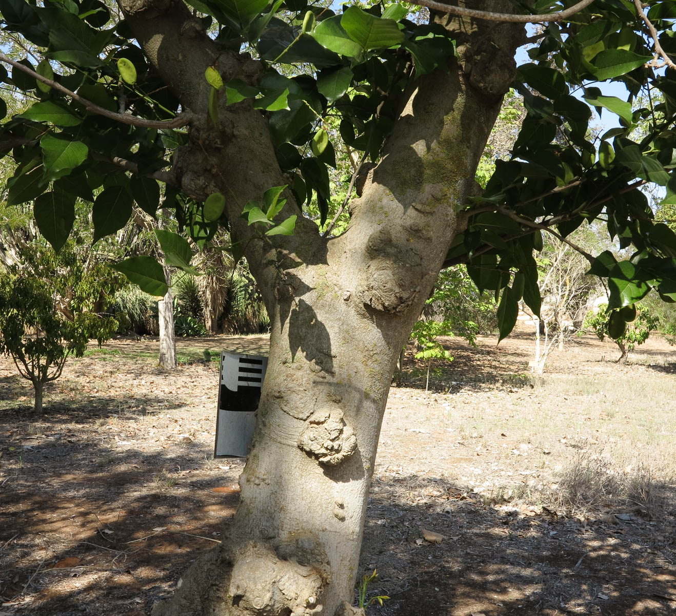 Изображение особи Pongamia pinnata.