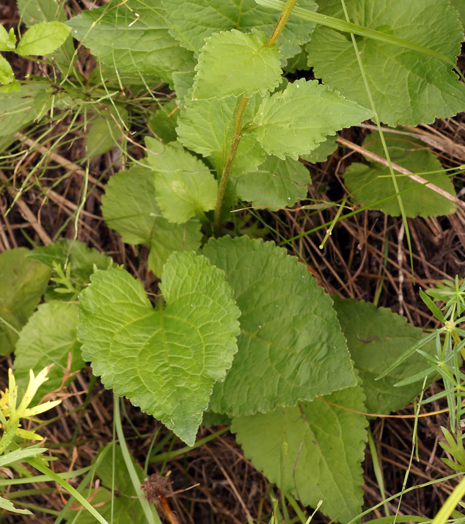 Image of Campanula punctata specimen.