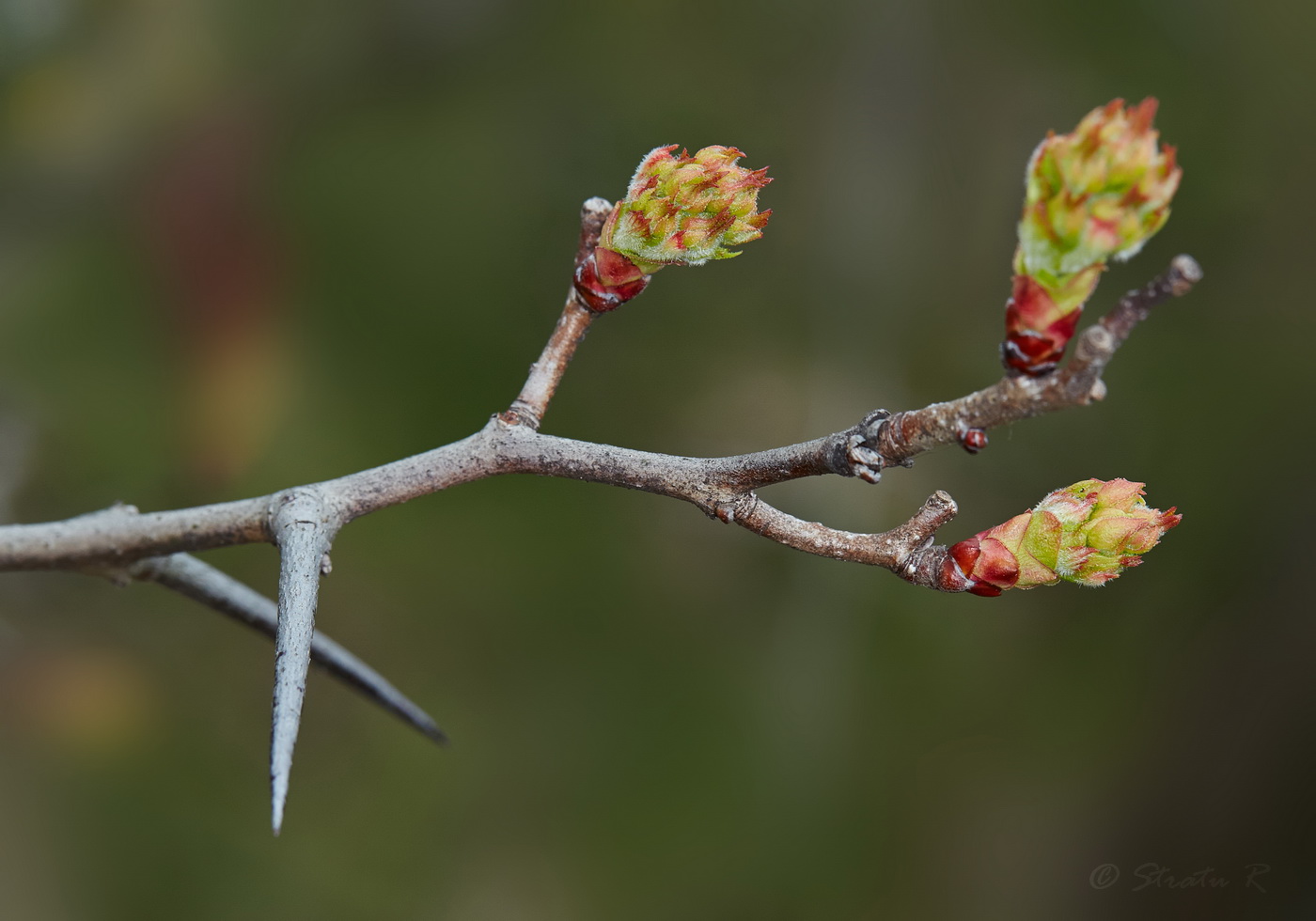 Изображение особи род Crataegus.