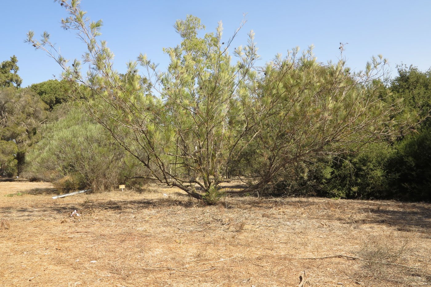 Image of Grevillea hodgei specimen.