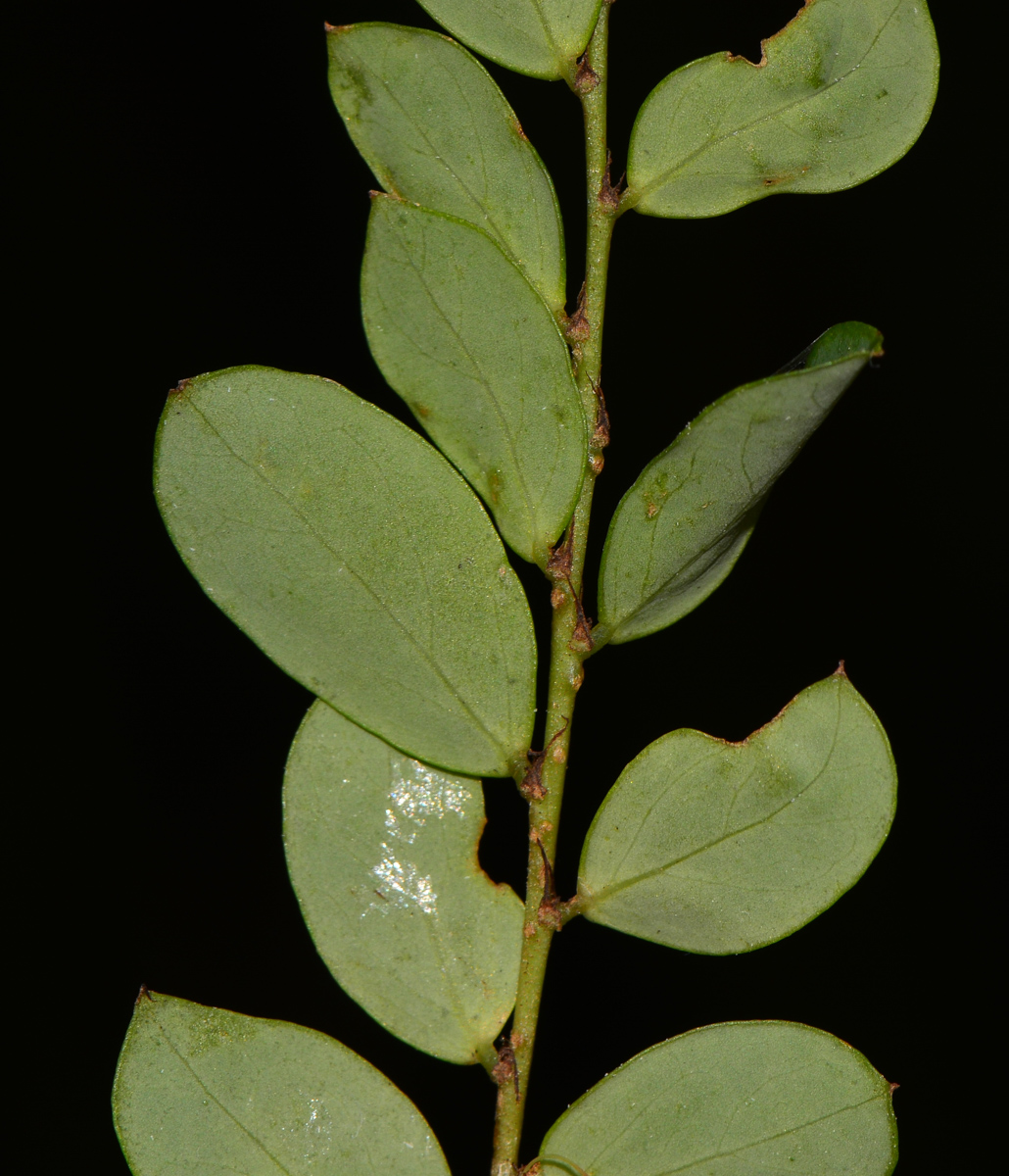 Image of Phyllanthus pulcher specimen.