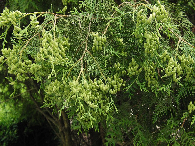 Image of Thuja occidentalis specimen.