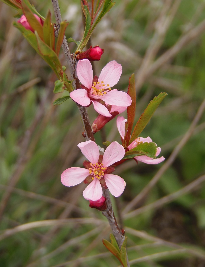 Image of Amygdalus nana specimen.