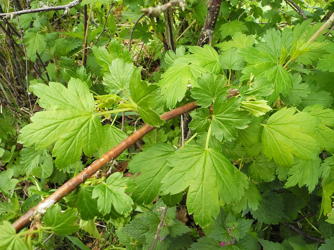 Изображение особи Grossularia divaricata.