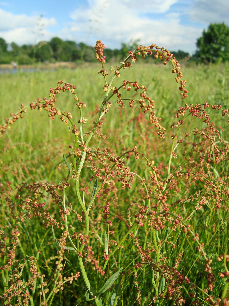 Image of Rumex acetosa specimen.