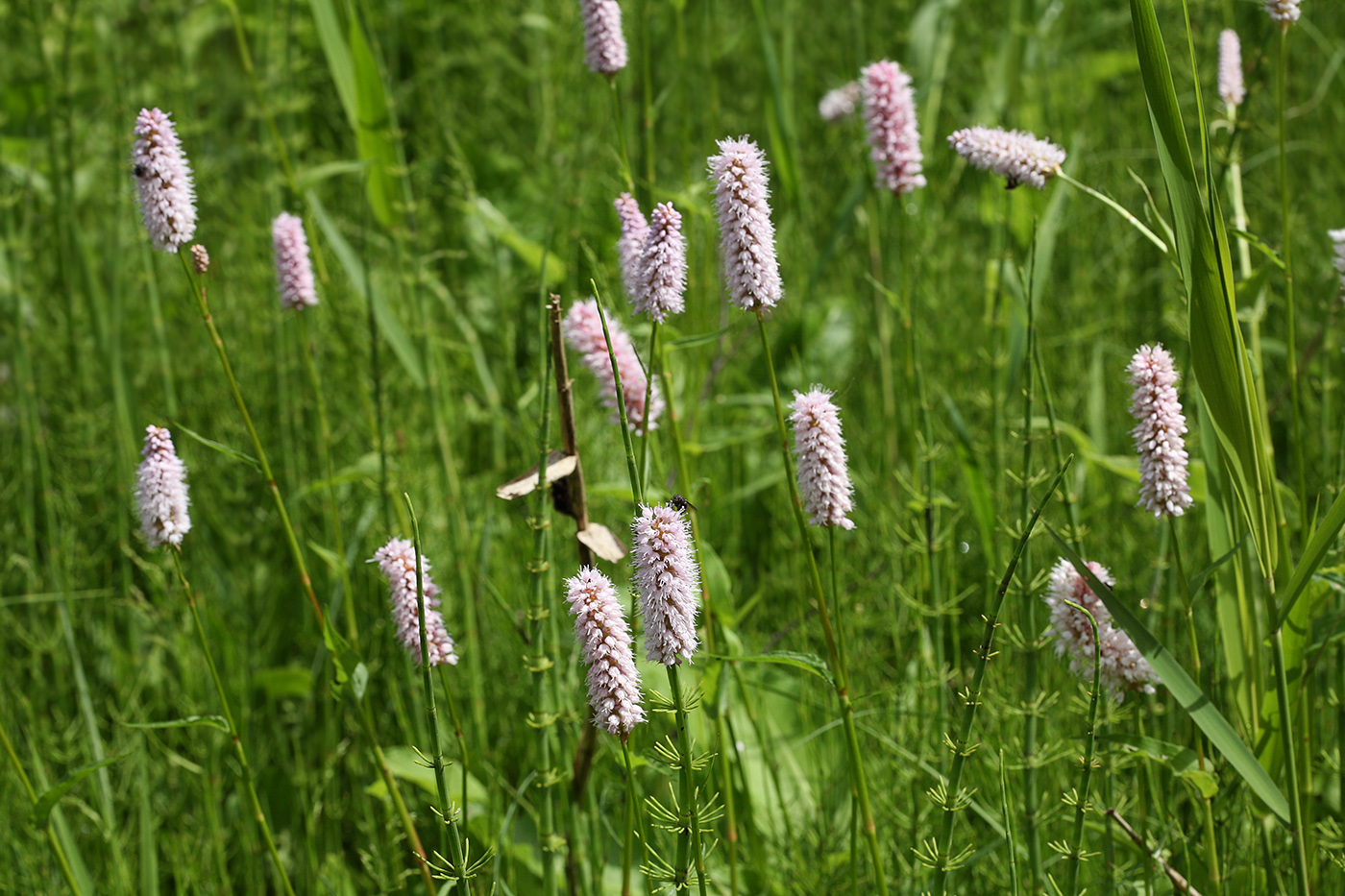 Image of Bistorta officinalis specimen.