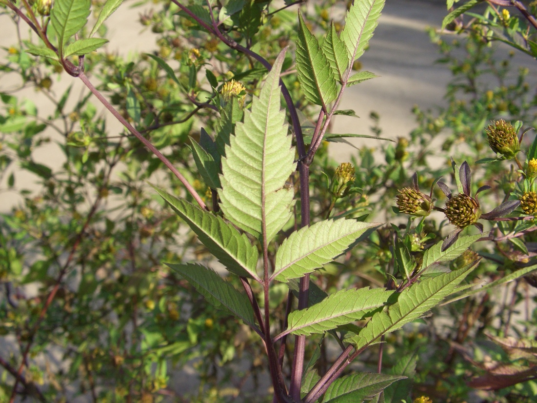 Image of Bidens frondosa specimen.