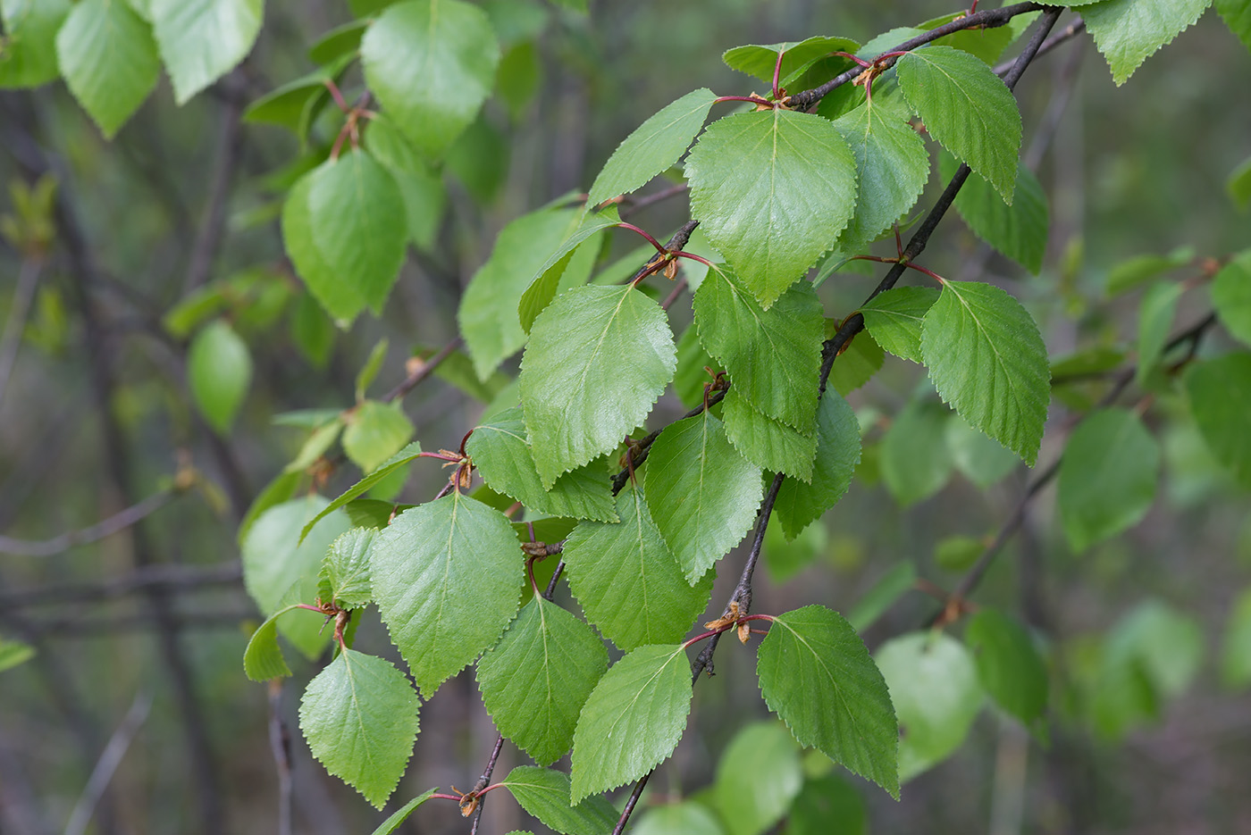 Image of Betula &times; aurata specimen.