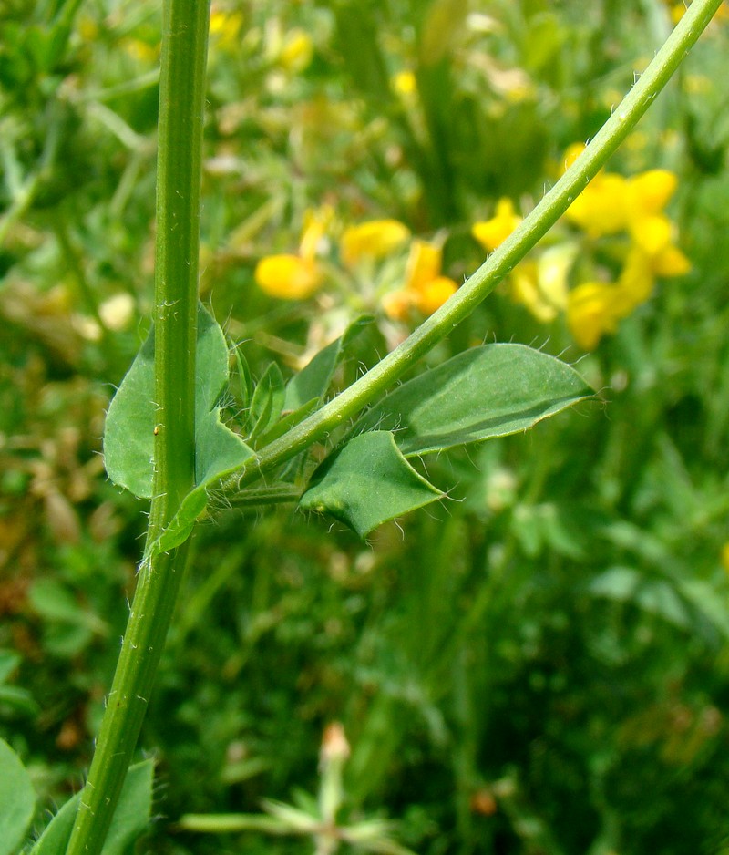 Image of Lotus caucasicus specimen.