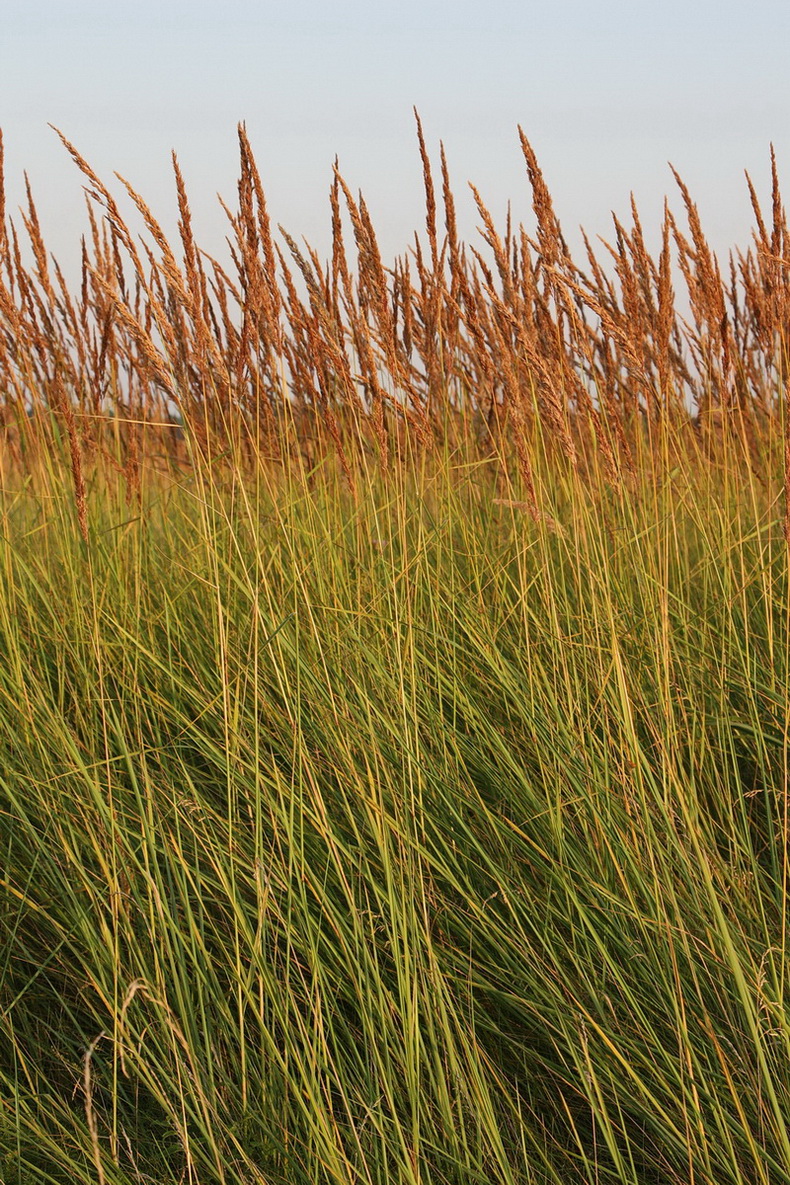 Изображение особи Calamagrostis epigeios.