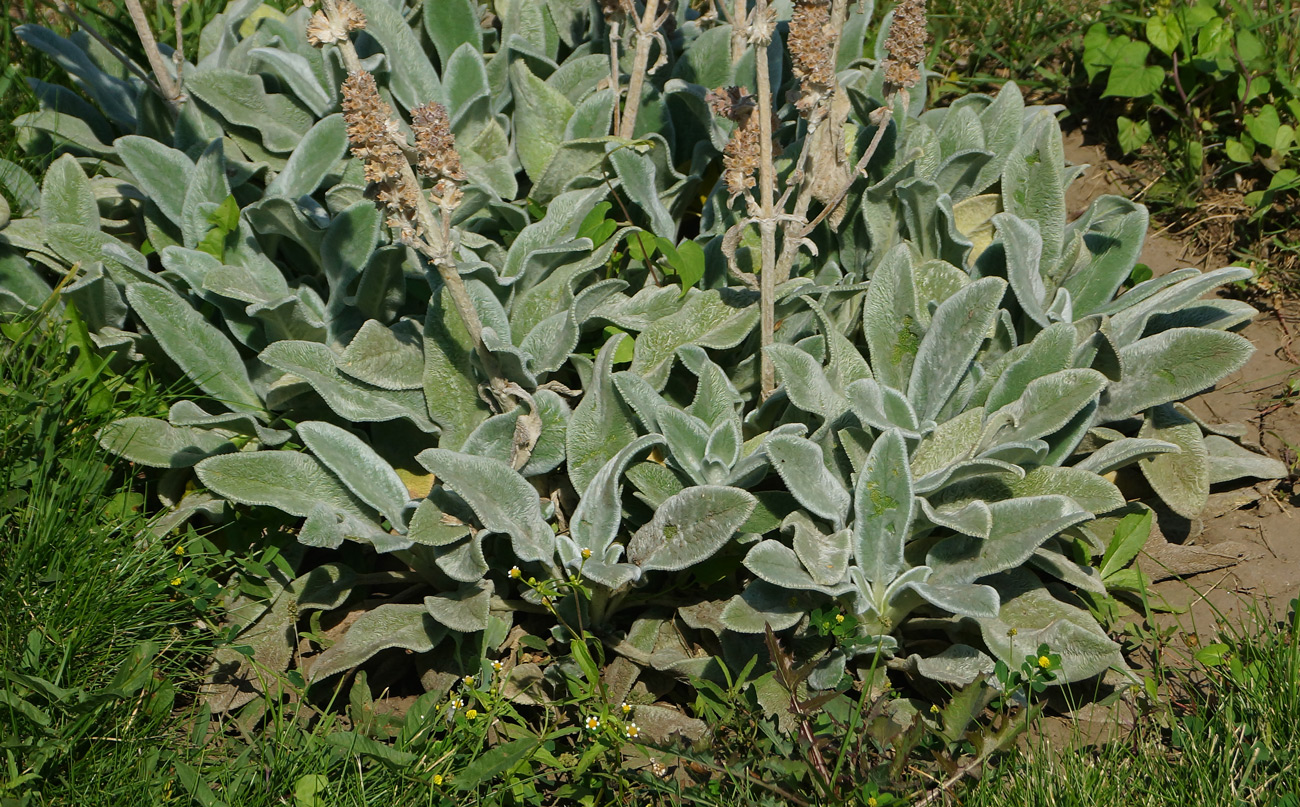 Изображение особи Stachys byzantina.