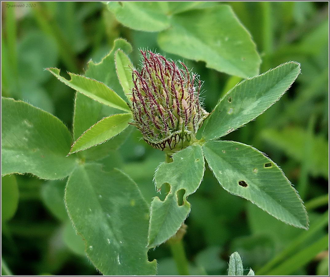 Image of Trifolium pratense specimen.