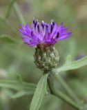 Centaurea aspera. Соцветие и часть присоцветного листа. Испания, автономное сообщество Каталония, провинция Жирона, комарка Баш Эмпорда, муниципалитет Тороэлья-де-Монгри, долина Санта-Катерина, расчищенная гаррига. 15.06.2018.