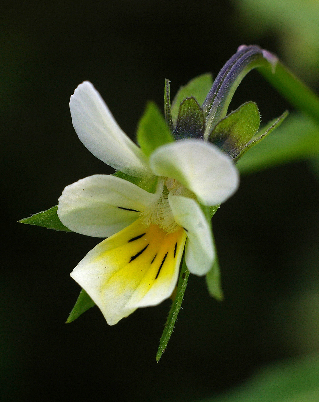 Image of Viola arvensis specimen.