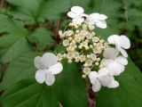 Viburnum opulus