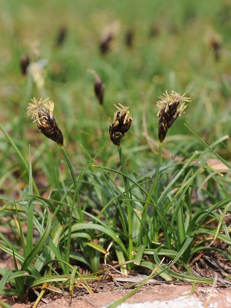 Image of Carex pachystylis specimen.