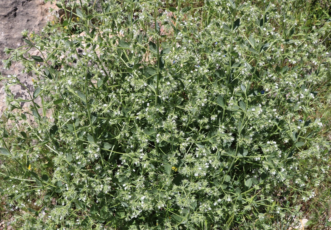 Image of Nepeta schischkinii specimen.