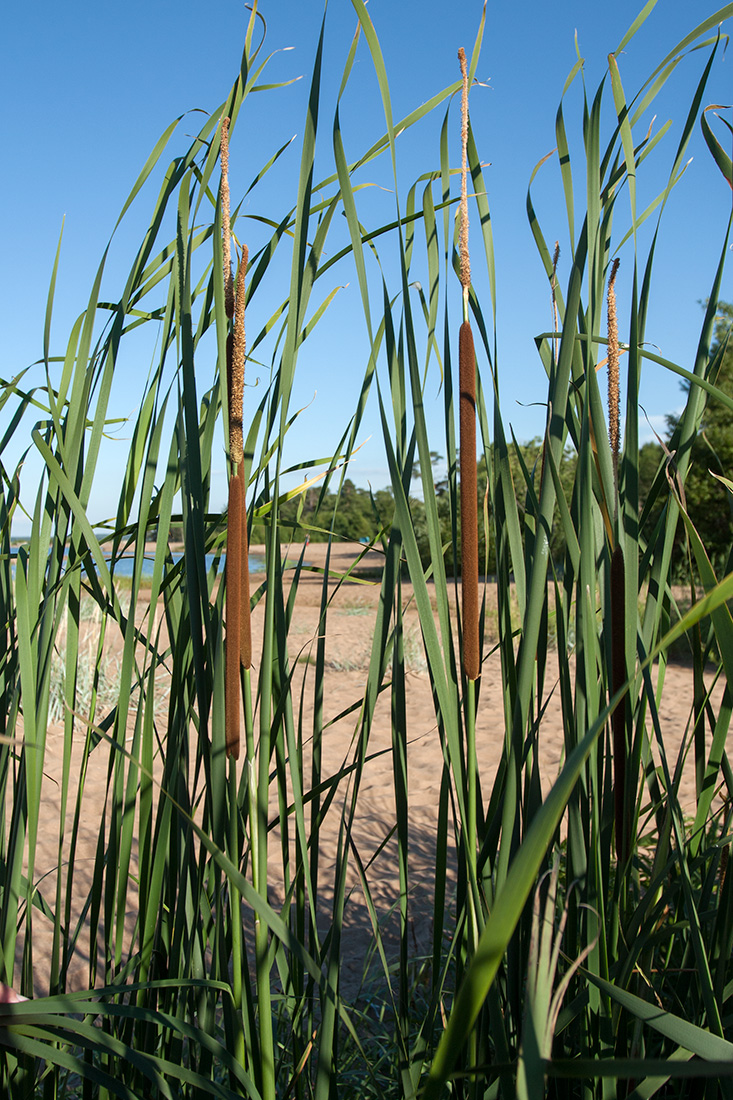 Image of Typha angustifolia specimen.