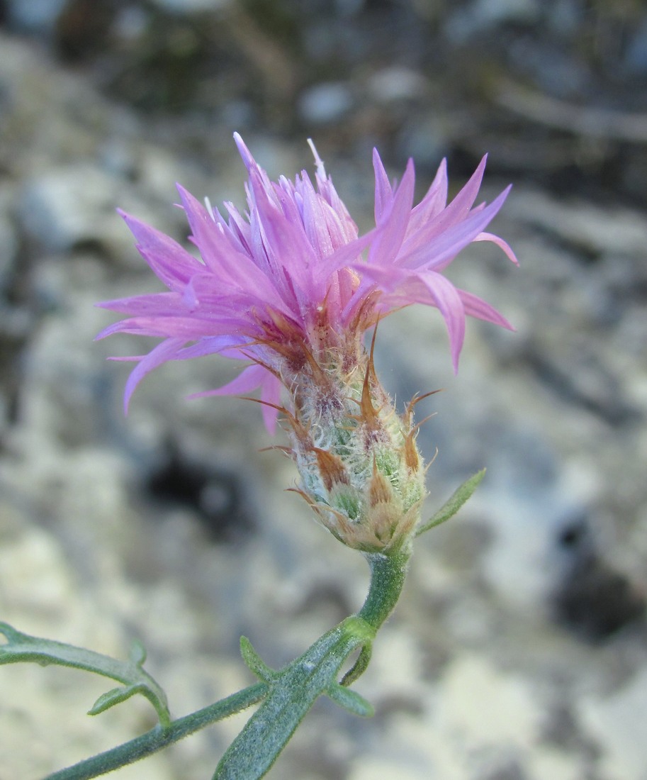 Изображение особи Centaurea caspia.