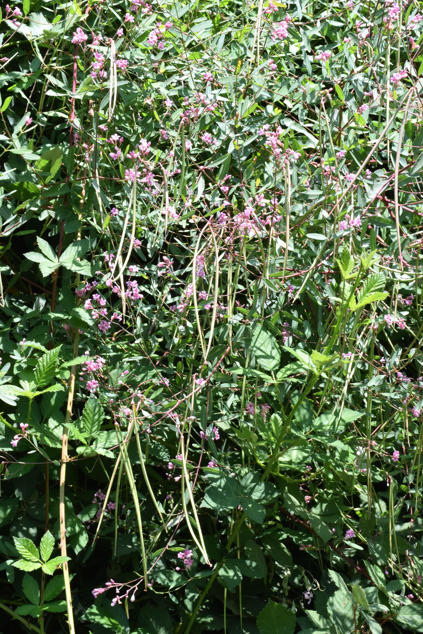 Image of Trachomitum lancifolium specimen.