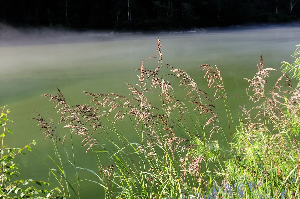 Изображение особи Calamagrostis purpurea.