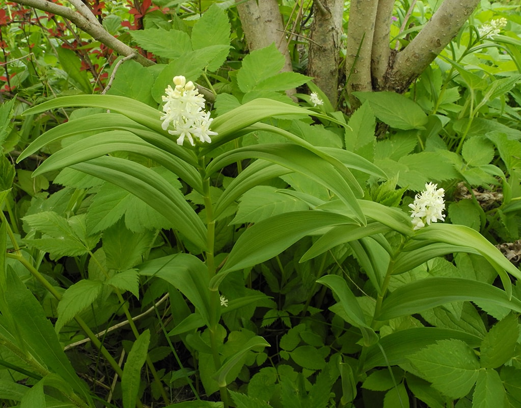 Image of Smilacina stellata specimen.