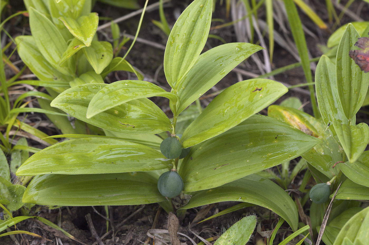 Изображение особи Polygonatum humile.