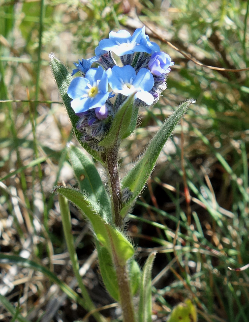 Image of genus Myosotis specimen.