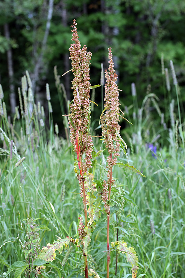 Изображение особи Rumex crispus.