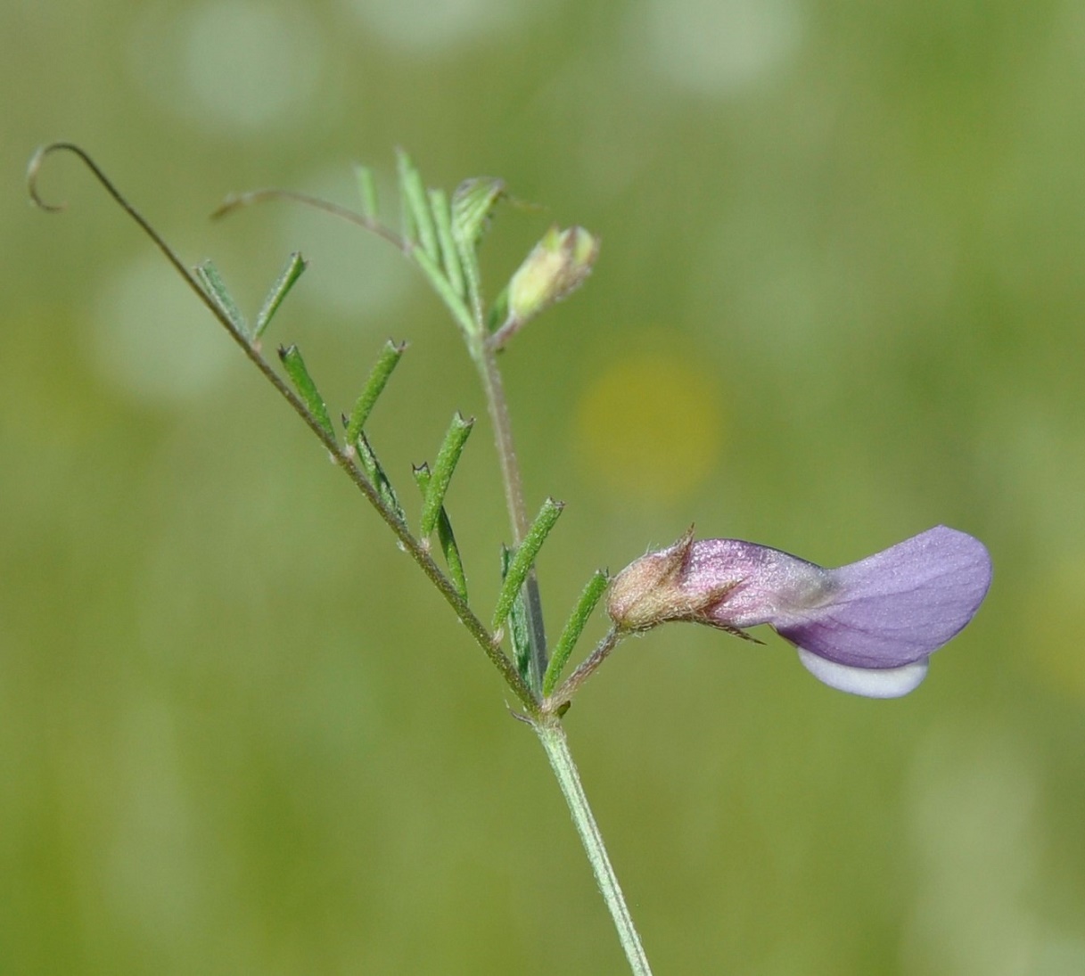 Image of Vicia peregrina specimen.