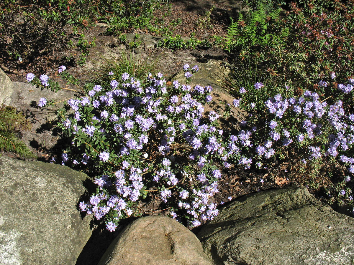 Image of Rhododendron rupicola specimen.