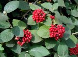 Viburnum lantana