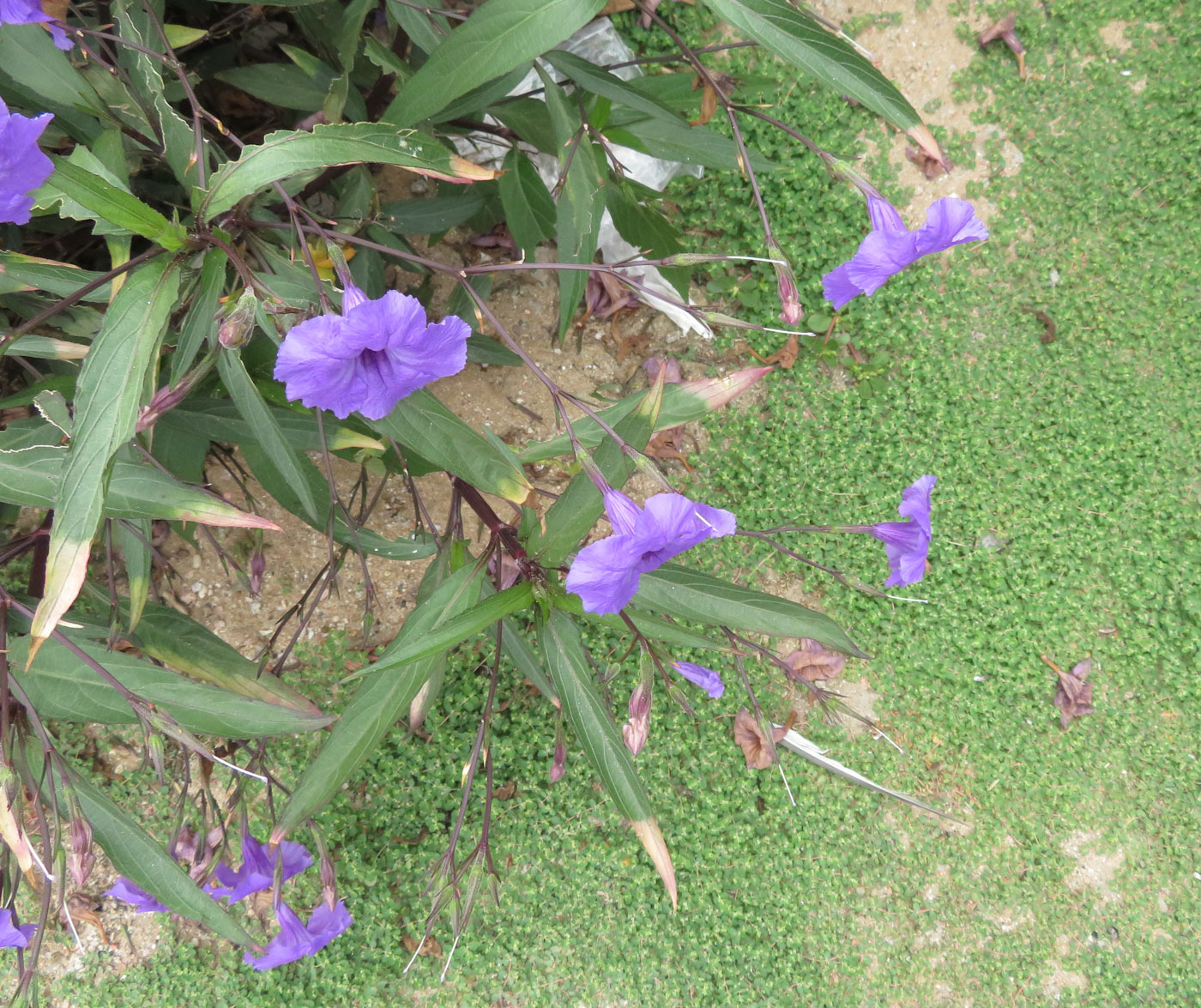 Image of Ruellia simplex specimen.