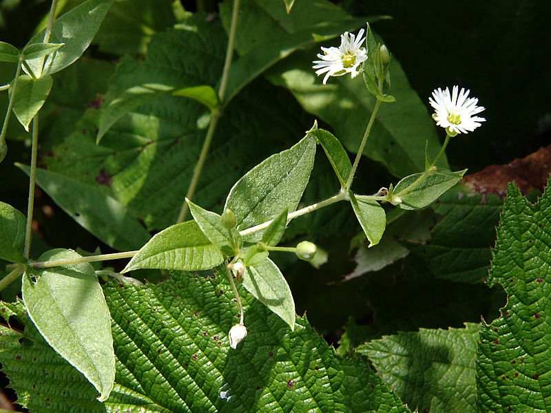 Изображение особи Fimbripetalum radians.