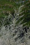 Artemisia absinthium. Верхушки цветущих растений. Республика Адыгея, г. Майкоп, восточная окраина, рудеральный луг, зарастающий деревьями и кустами. 19.07.2020.