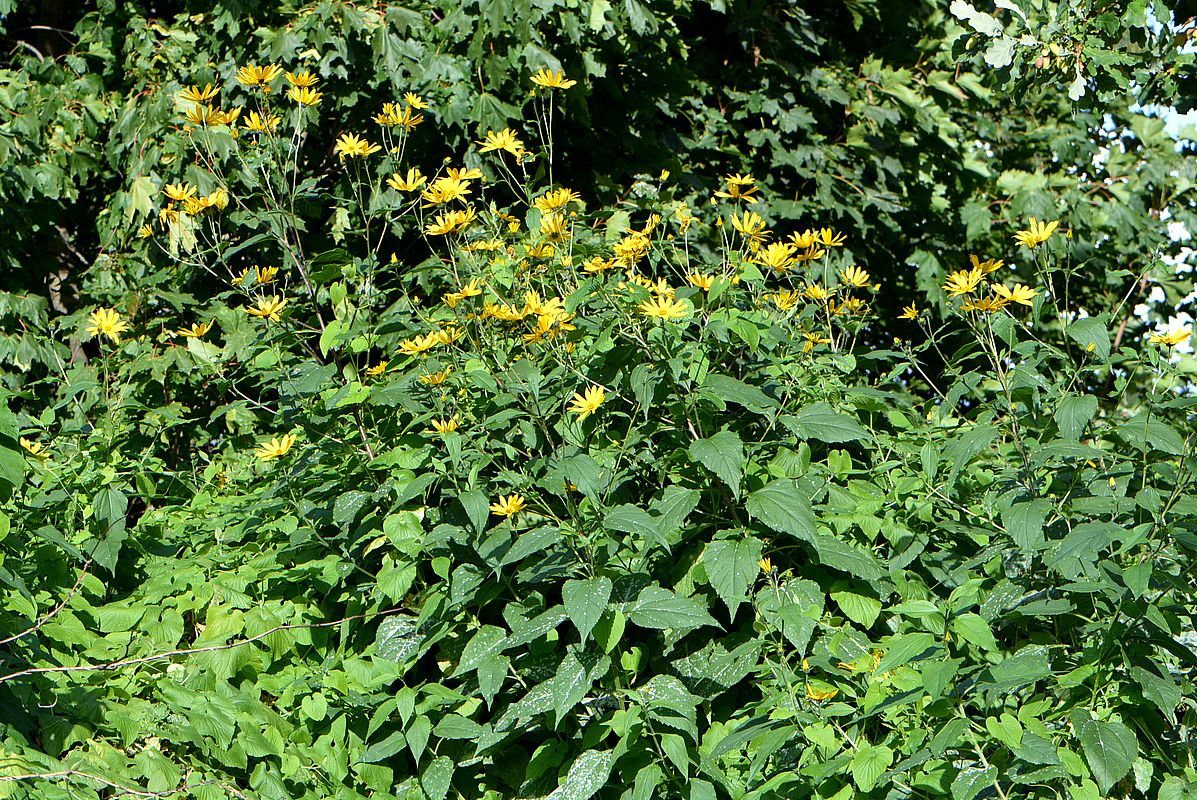 Image of Helianthus tuberosus specimen.