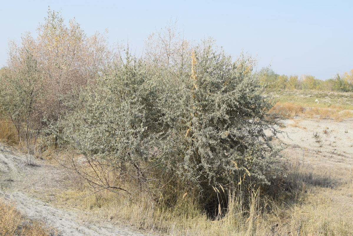 Image of Elaeagnus angustifolia specimen.