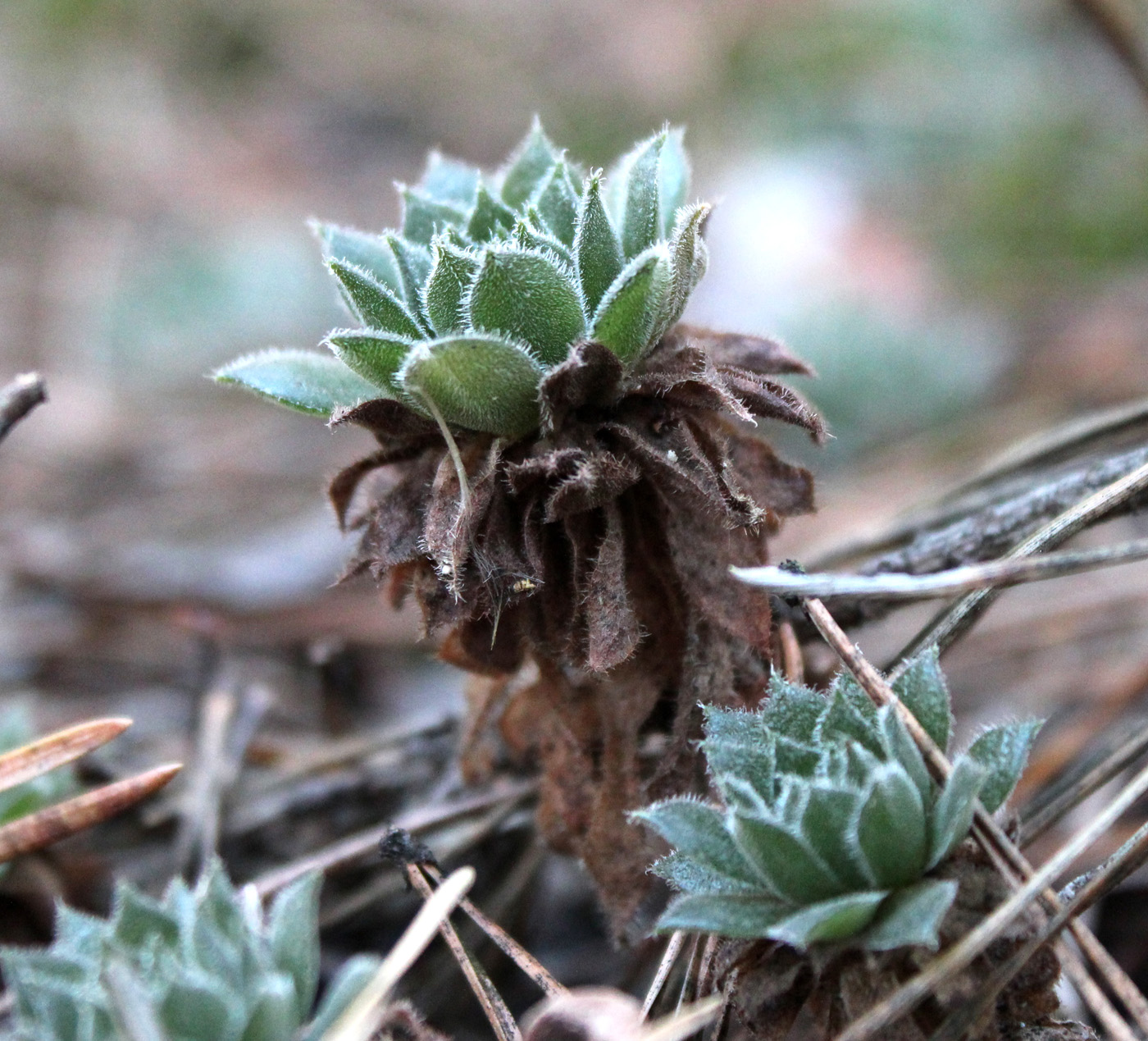 Image of Sempervivum ruthenicum specimen.