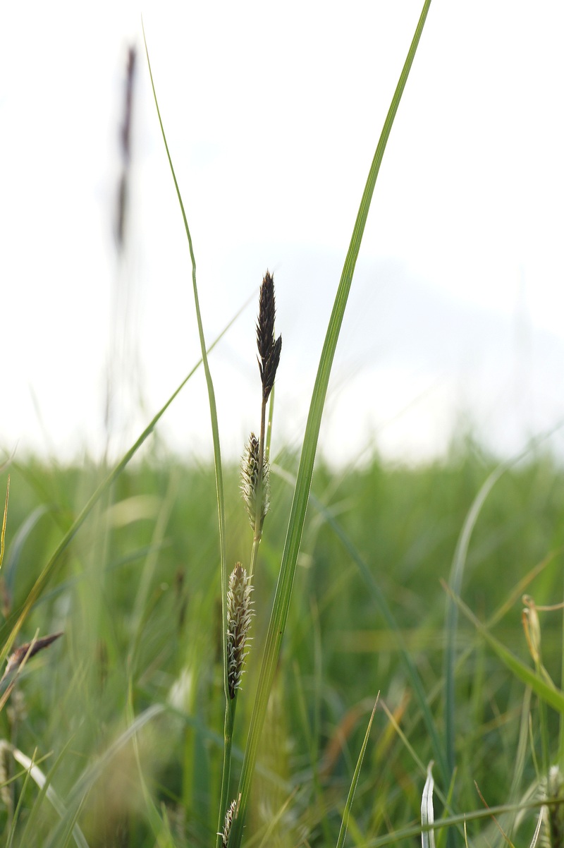 Image of genus Carex specimen.