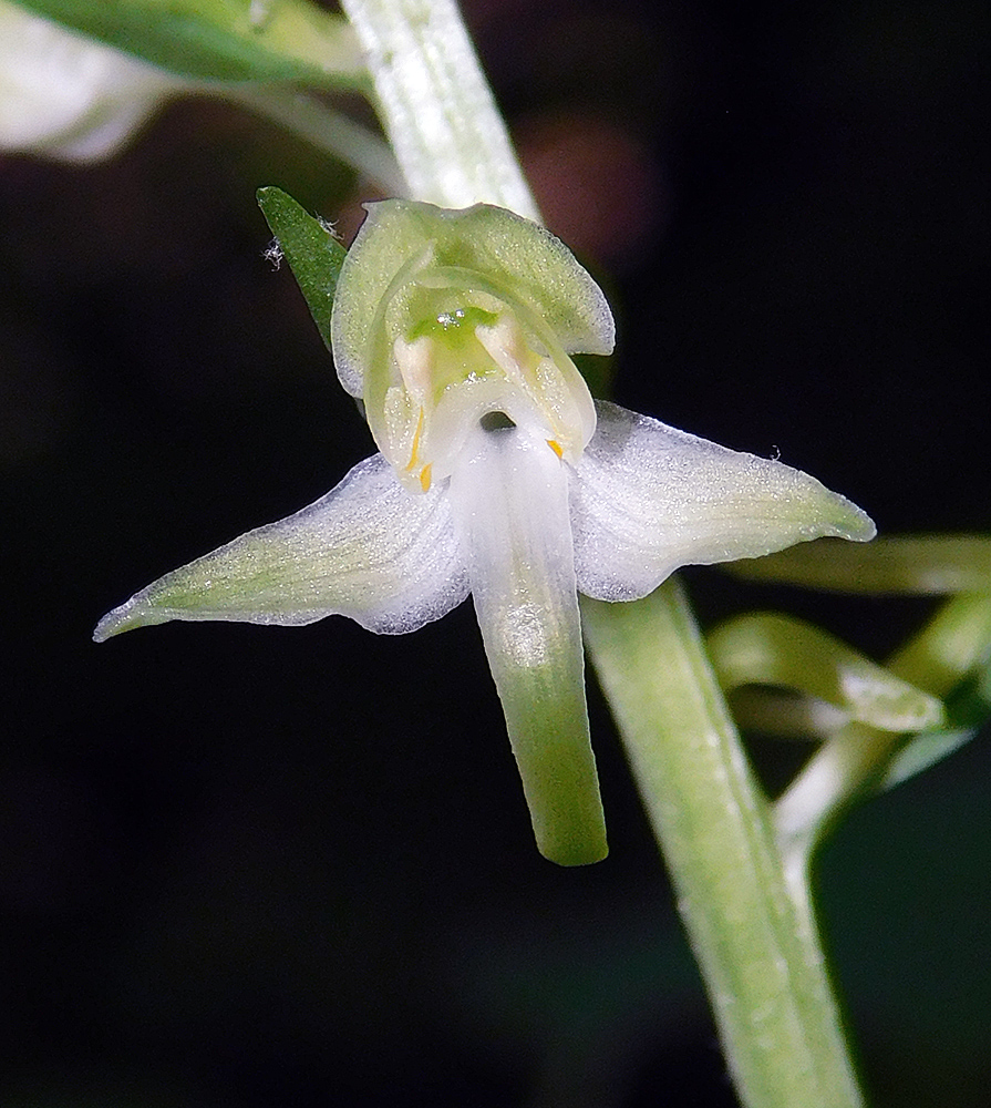 Изображение особи Platanthera chlorantha.