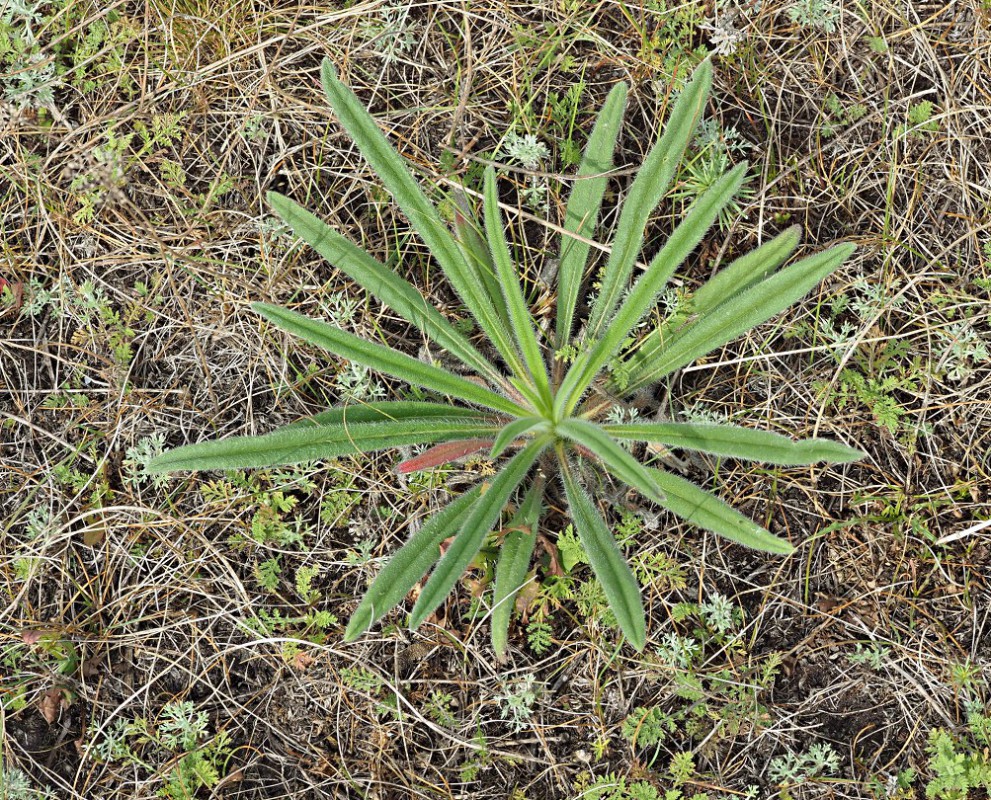 Image of Onosma polychroma specimen.