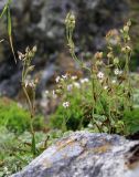 Silene obscura