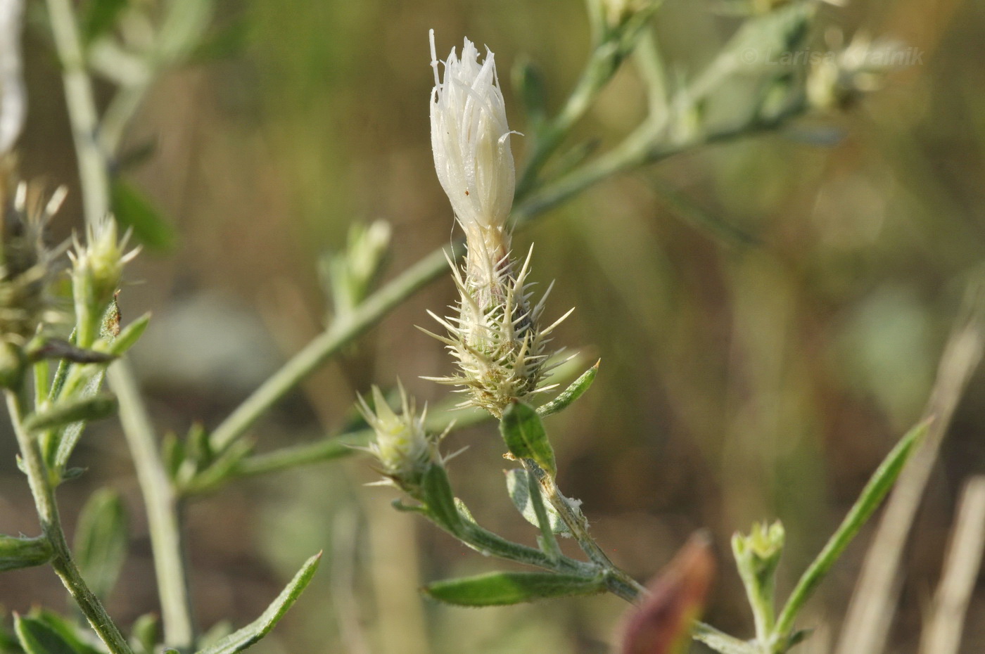 Изображение особи Centaurea diffusa.